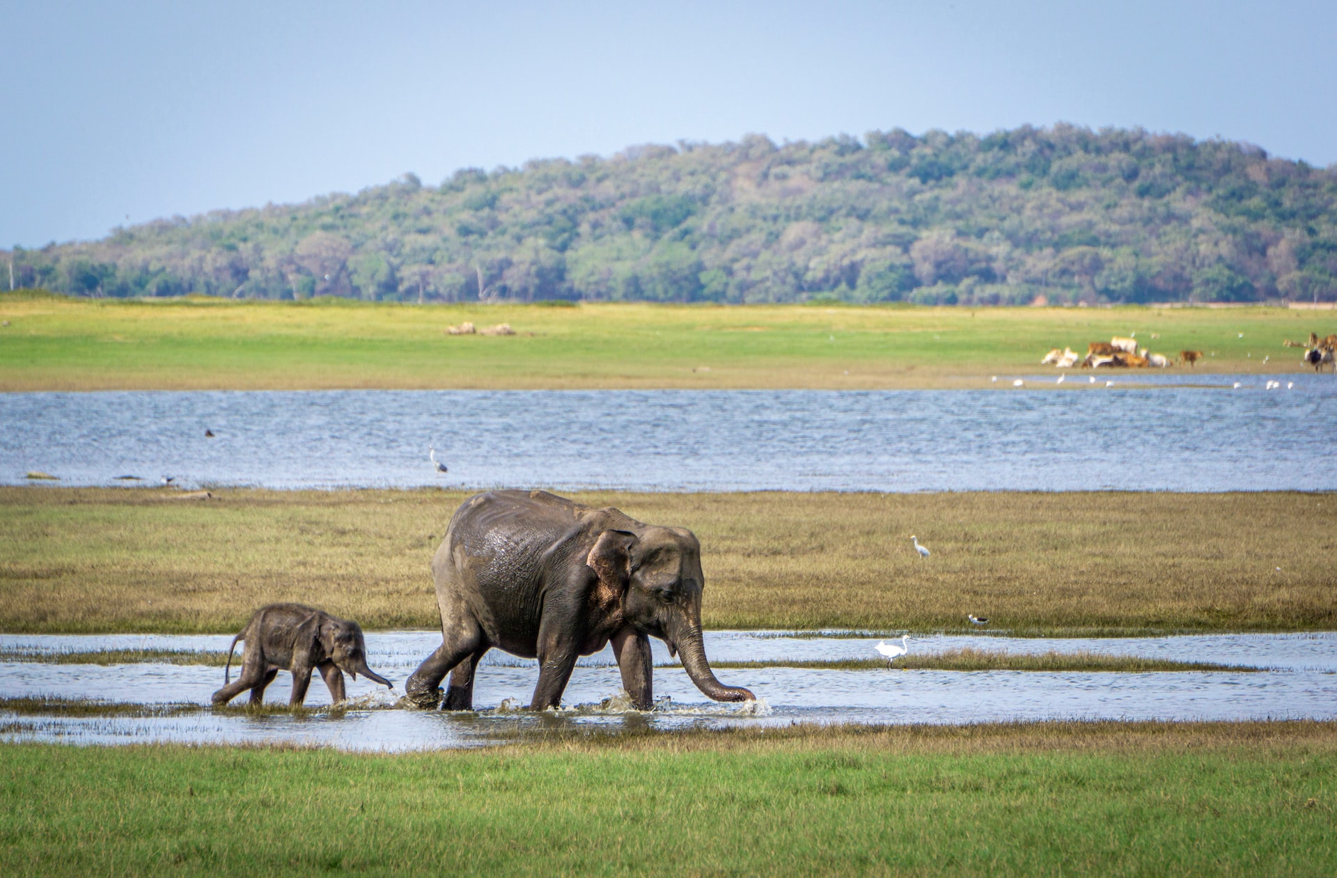 A little elephant behing a big one.